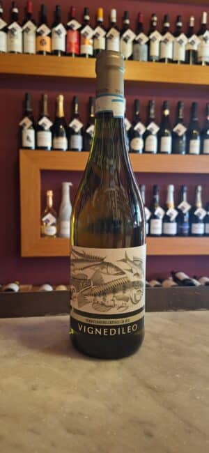 Verdicchio dei Castelli di Jesi '25 - vigne di Leo